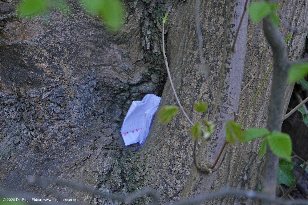 Die geheime Botschaft im Baum Die geheime Botschaft im Baum